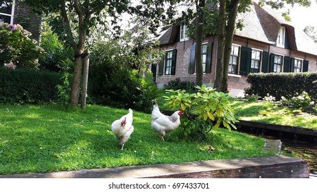 Explore chicken road online